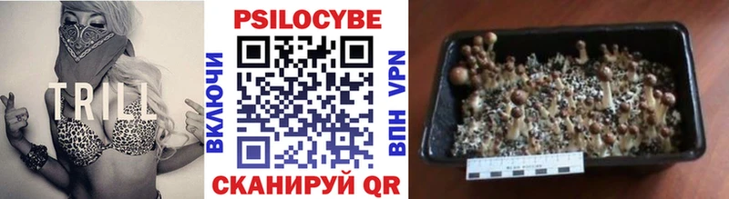 Галлюциногенные грибы Psilocybe  Баймак 